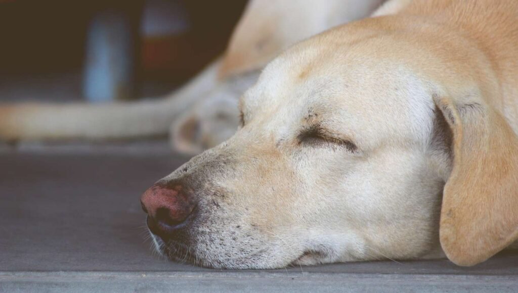 When Panting Happens at Night