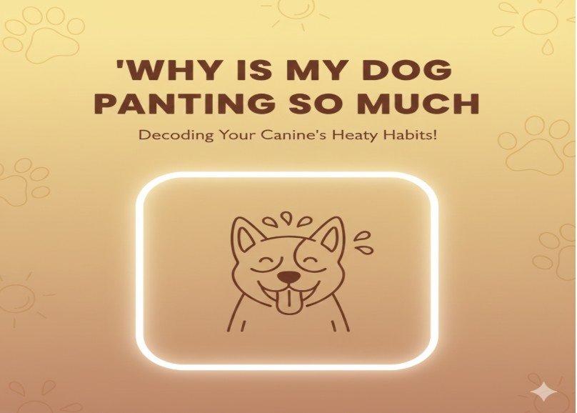 Why Is My Dog Panting So Much Guide from a Trusted Dog Owner’s Perspective