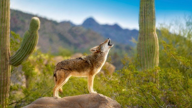What Is the Deeper Spiritual Meaning of Coyotes?