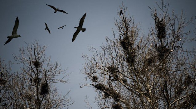 What Seeing 3 Crows Means in Real Life Situations