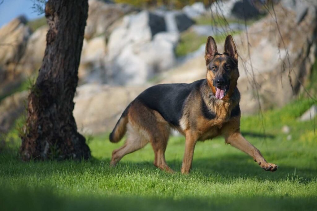 German Shepherd Rottweiler mix are loyal, protective, & highly intelligent