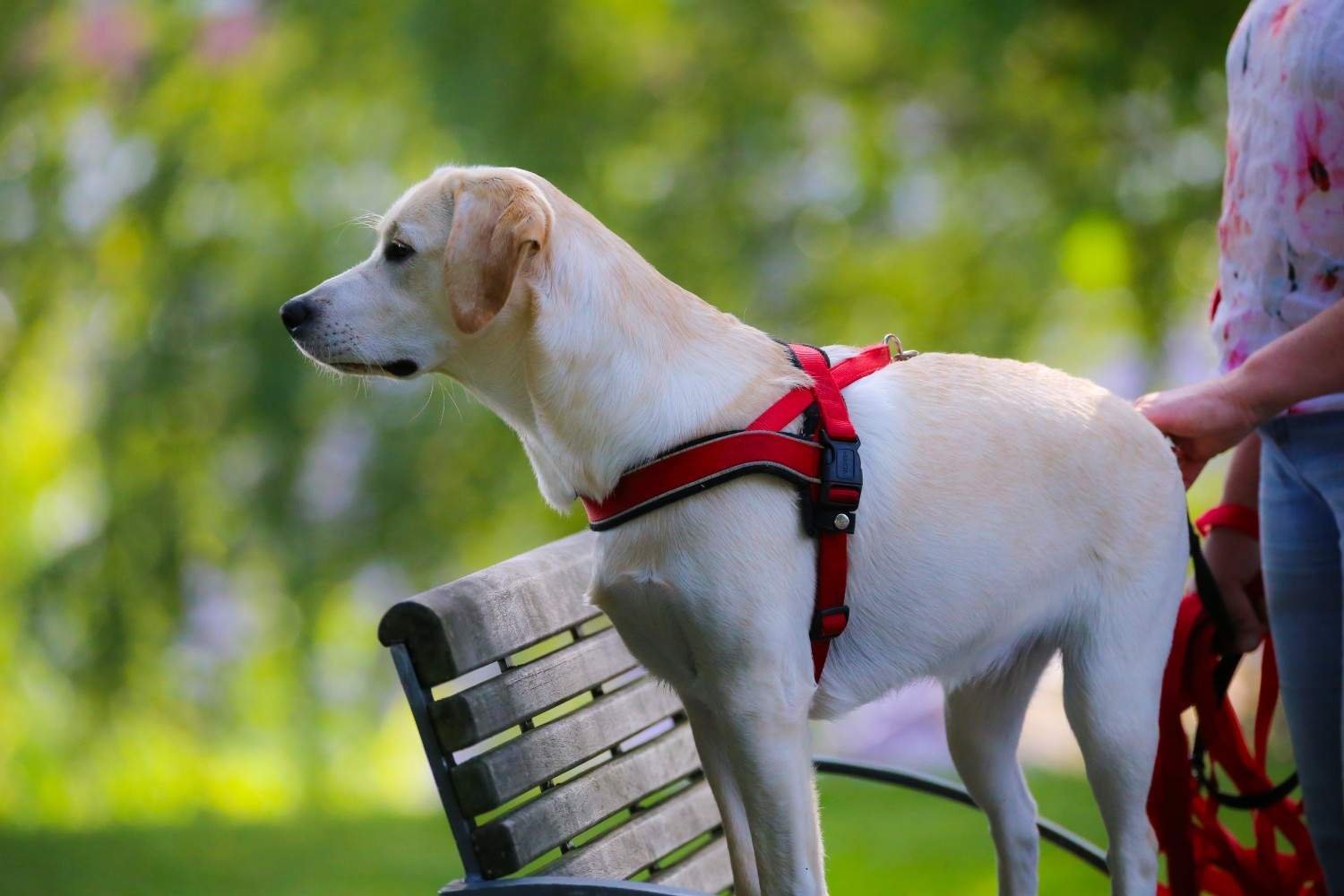What Is a Tie Out for Dogs A Complete Guide for Responsible Owners