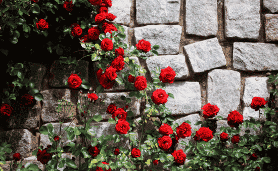 How to Beautify Your Garden in Just One Weekend